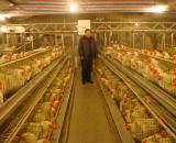 養(yǎng)雞填料機圖片